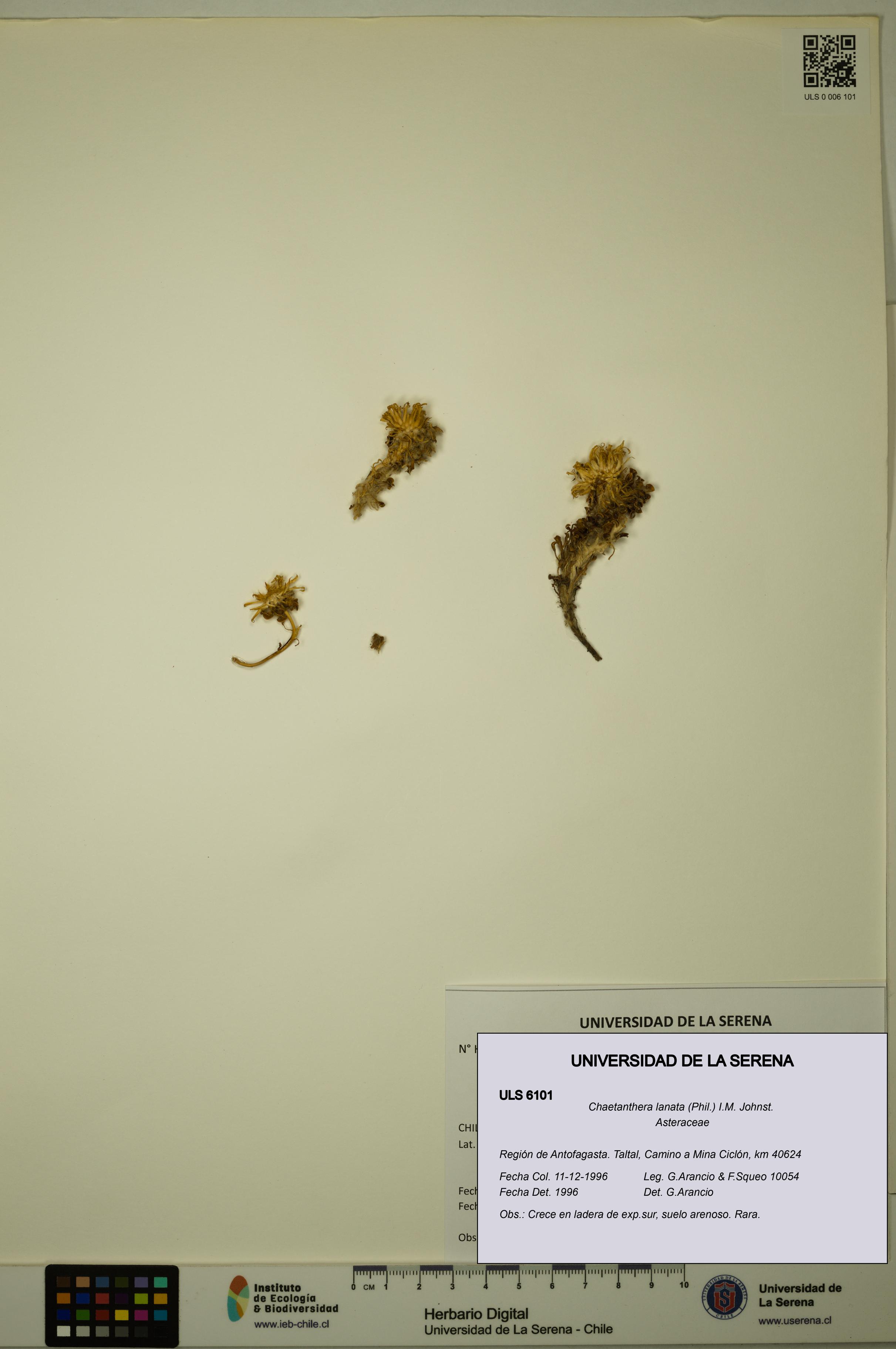 Chaetanthera lanata [Espécimen: ULS:ULS:0006101]