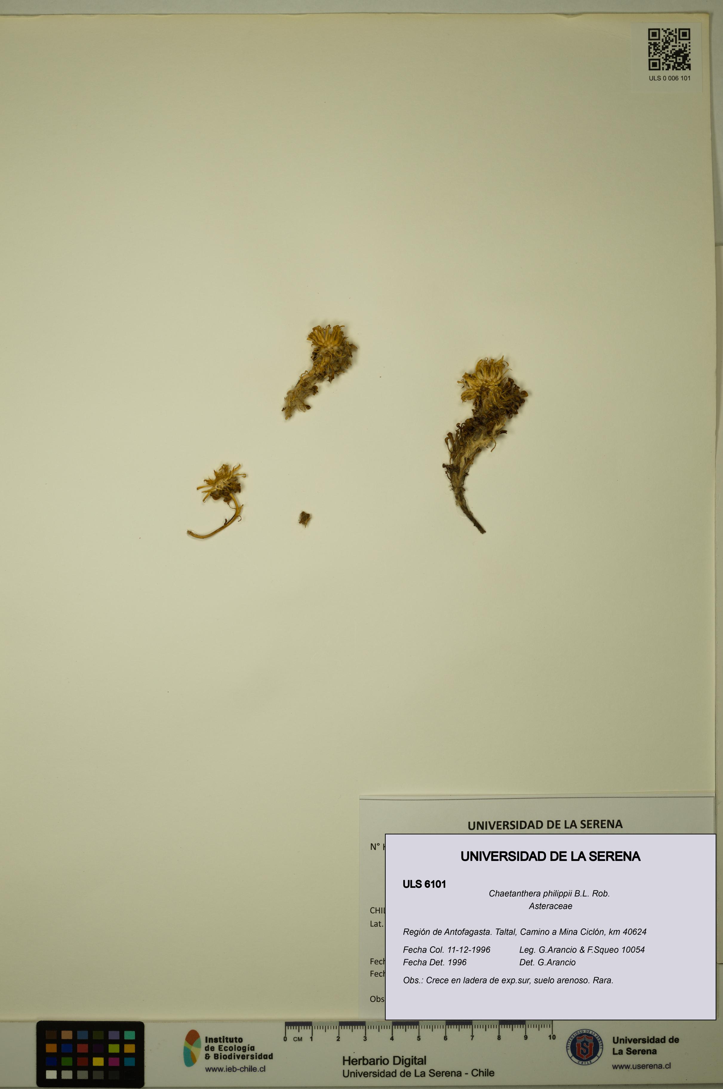 Chaetanthera philippii [Espécimen: ULS:ULS:0006101]