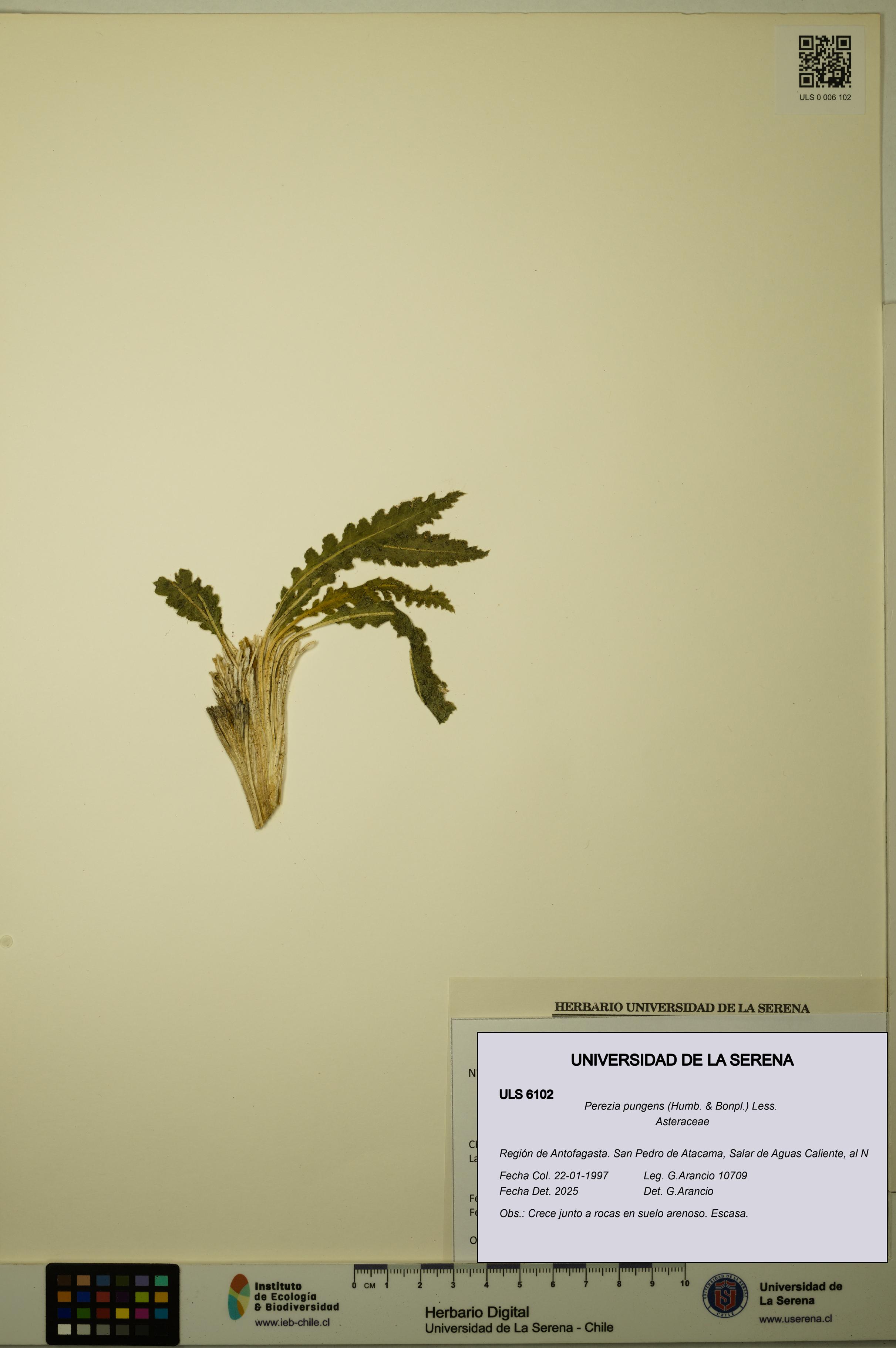 Perezia pungens [Espécimen: ULS:ULS:0006102]