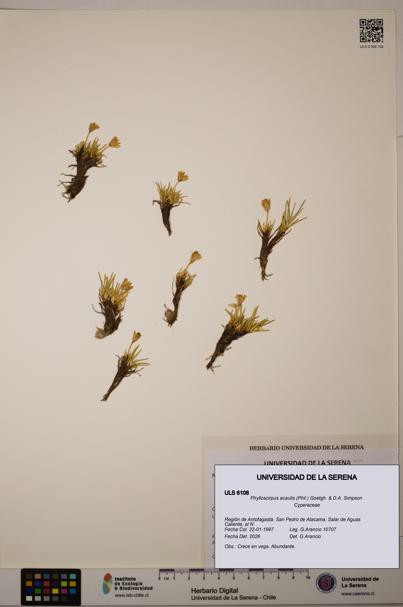 Phylloscirpus acaulis [Espécimen: ULS:ULS:0006108]
