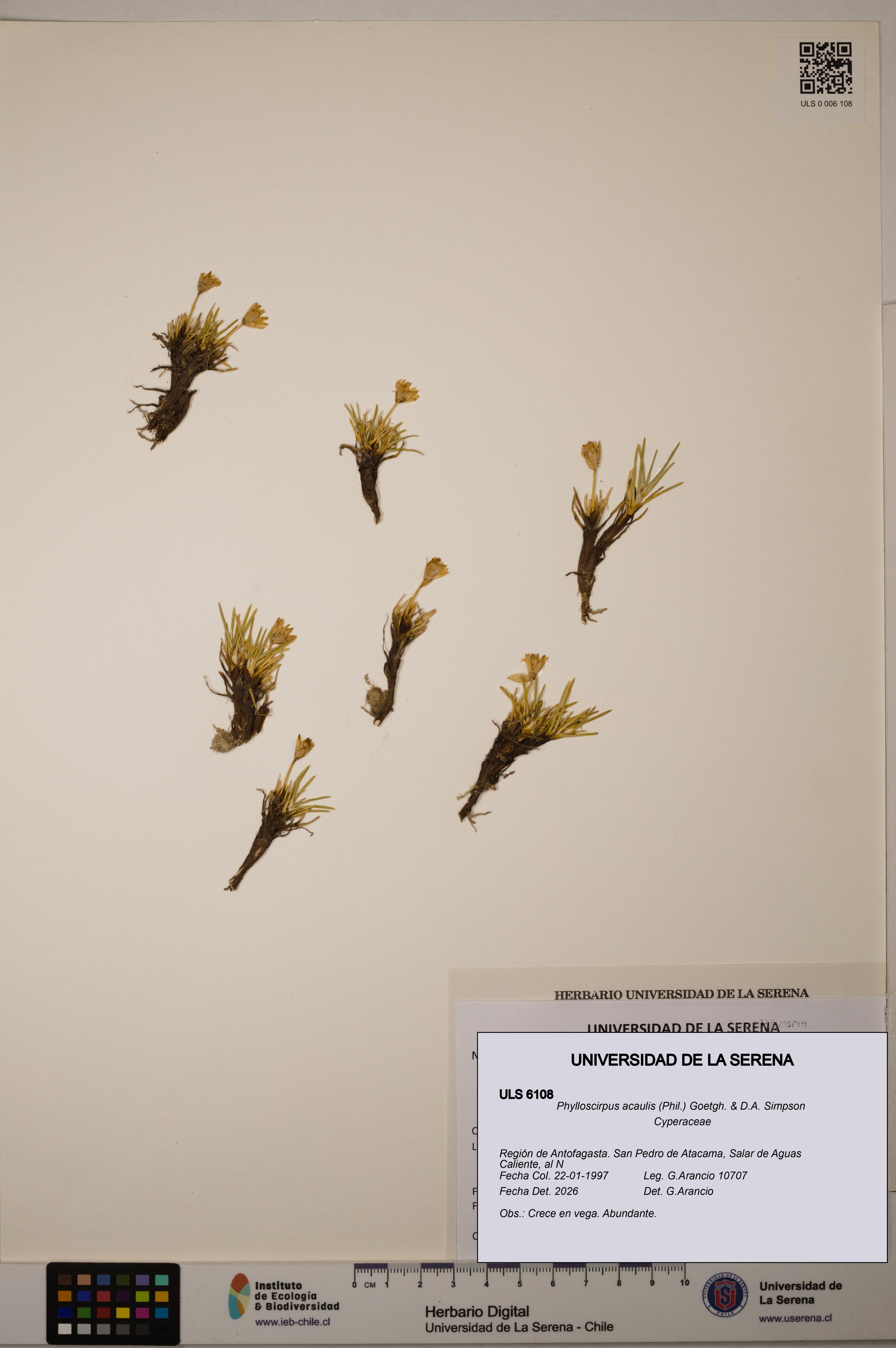 Phylloscirpus acaulis [Espécimen: ULS:ULS:0006108]