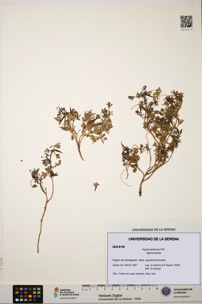 Argylia glutinosa [Espécimen: ULS:ULS:0006116]