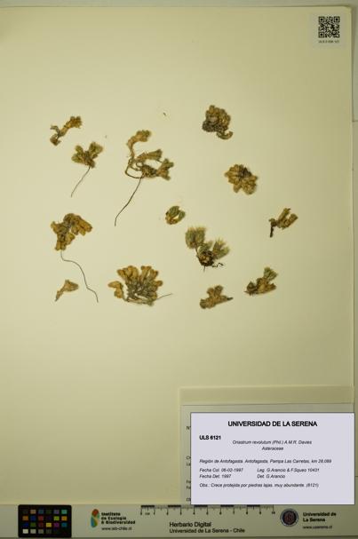 Oriastrum revolutum [Espécimen: ULS:ULS:0006121]