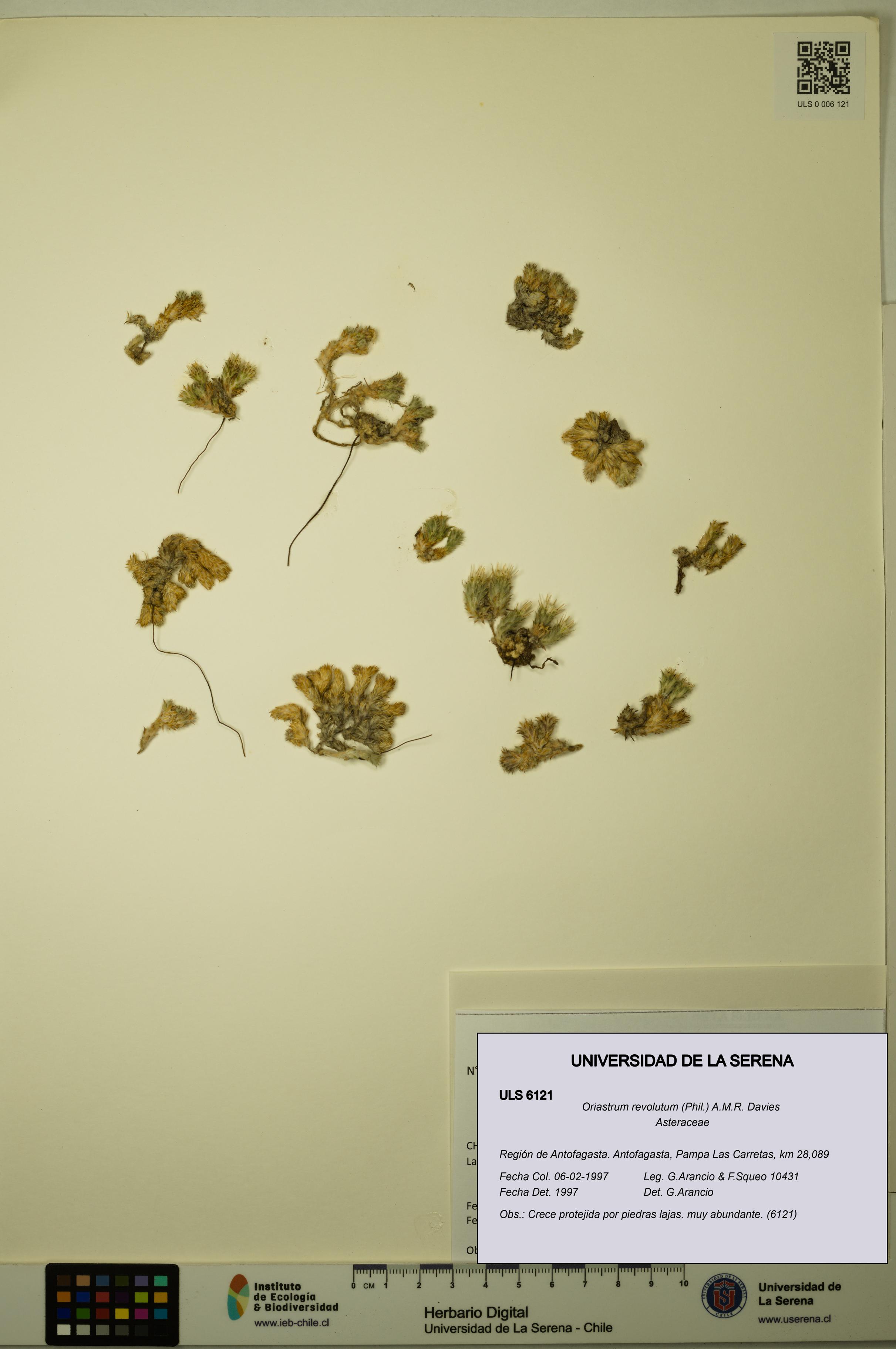 Oriastrum revolutum [Espécimen: ULS:ULS:0006121]