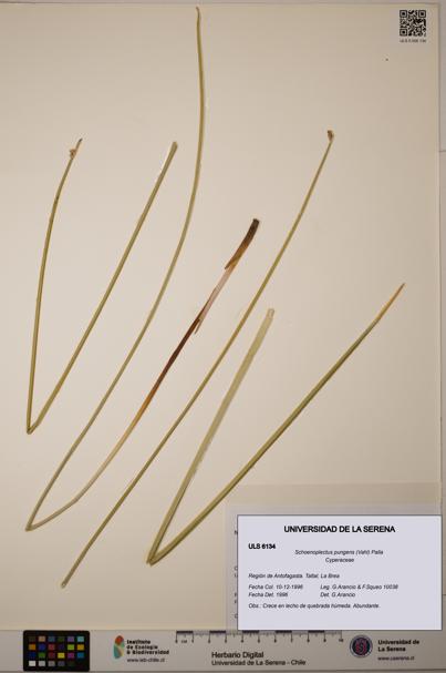 Schoenoplectus pungens [Espécimen: ]