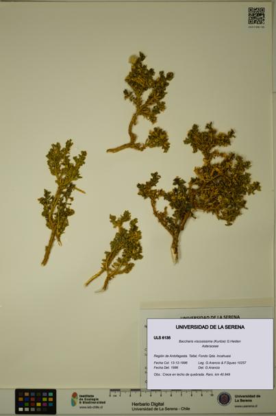 Baccharis tola [Espécimen: ULS:ULS:0006135]