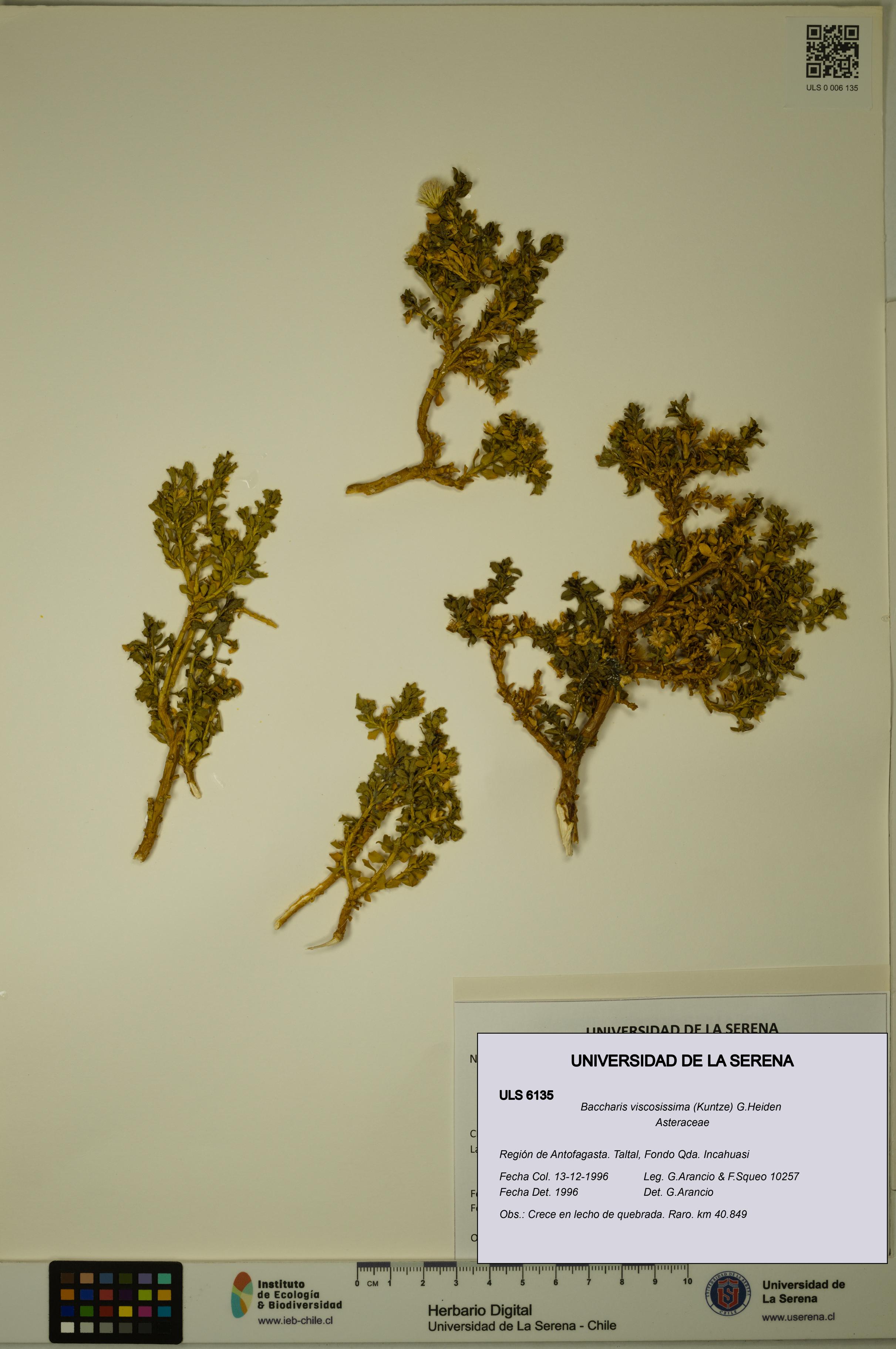 Baccharis tola [Espécimen: ULS:ULS:0006135]