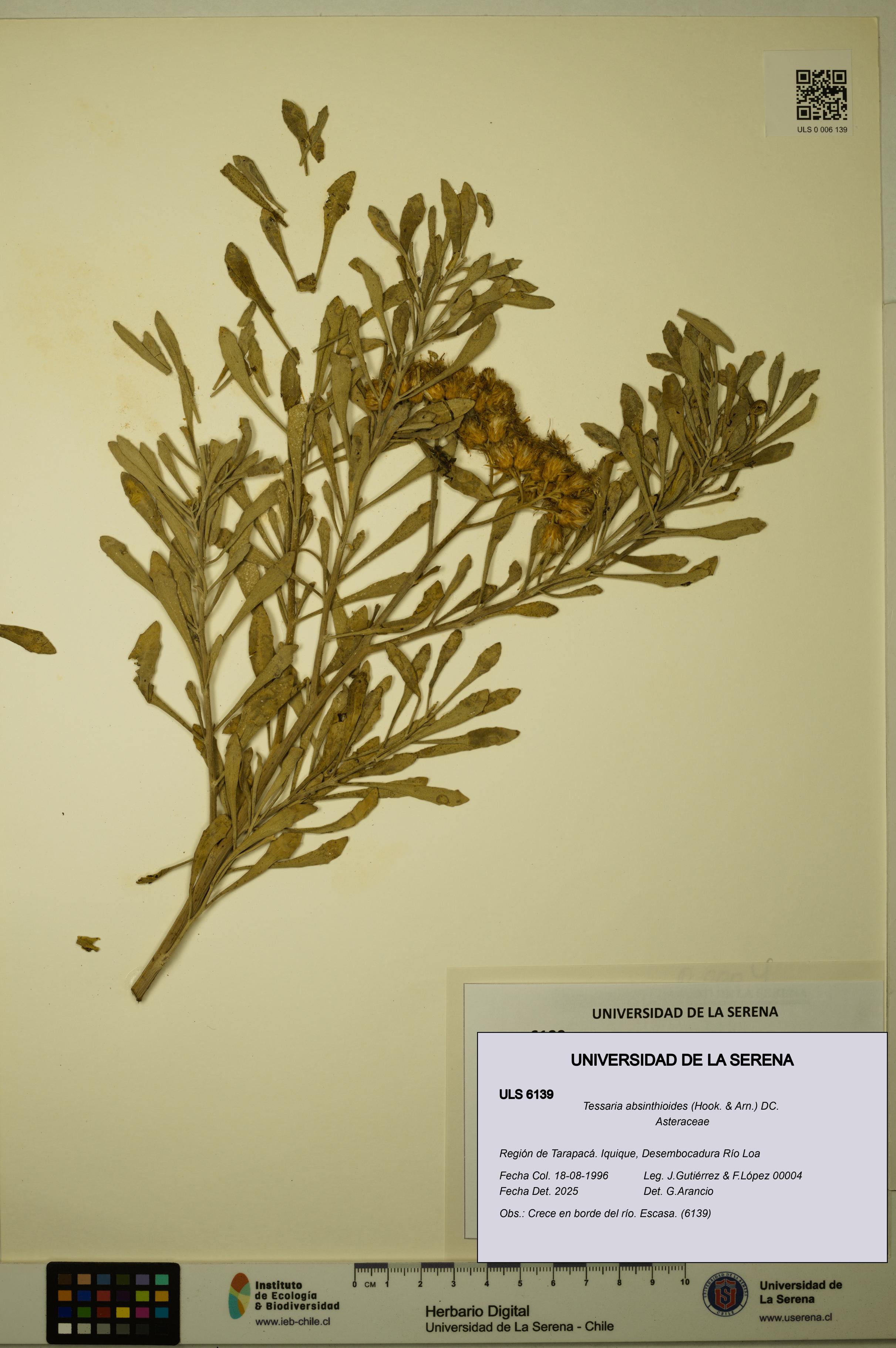 Tessaria absinthioides [Espécimen: ULS:ULS:0006139]