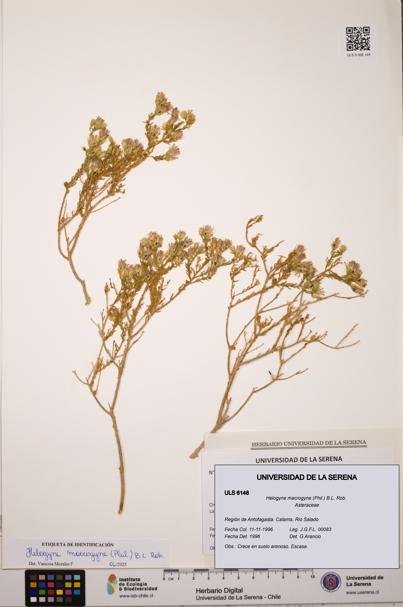 Helogyne macrogyne [Espécimen: ULS:ULS:0006148]