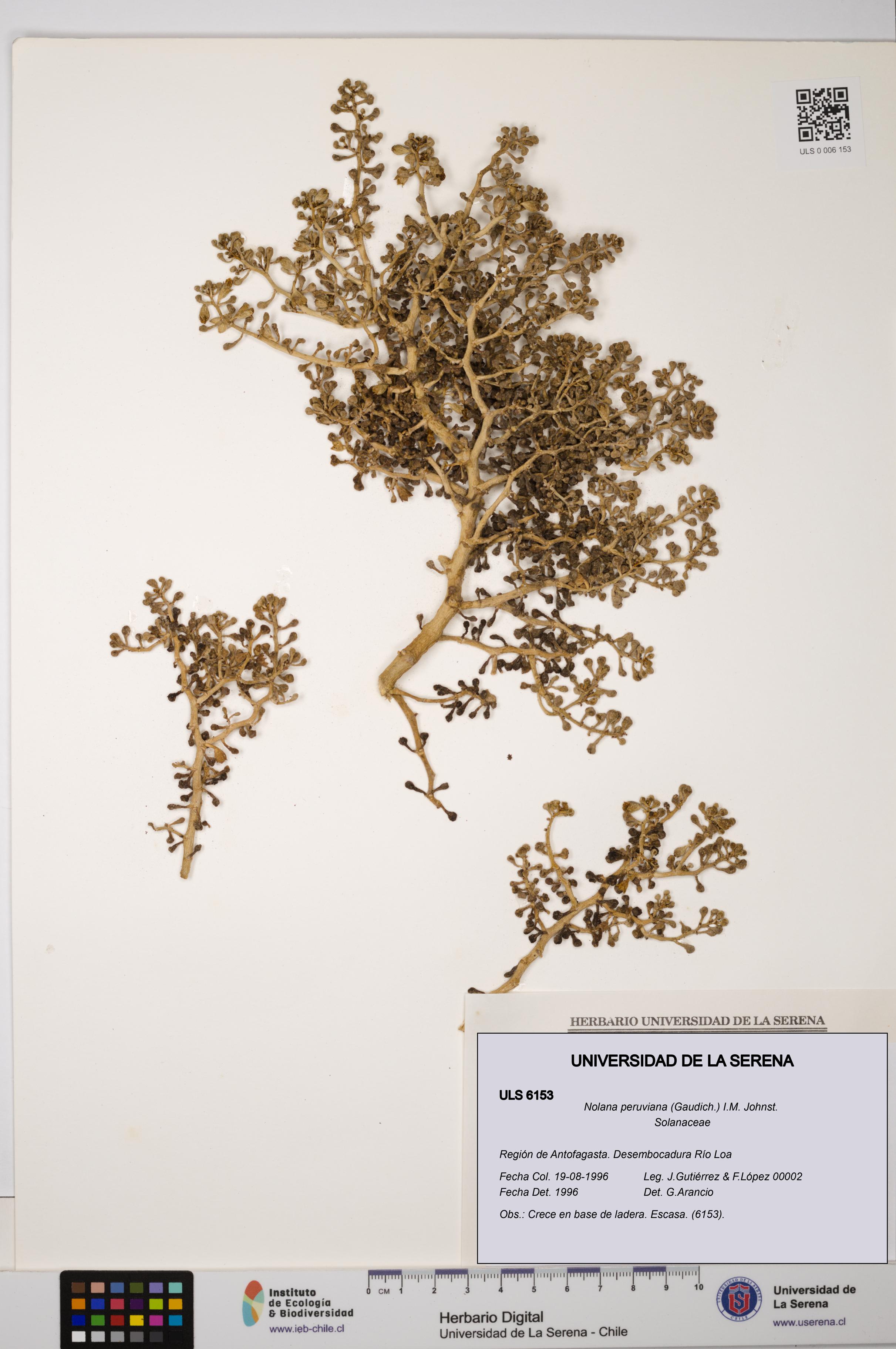 Nolana peruviana [Espécimen: ULS:ULS:0006153]