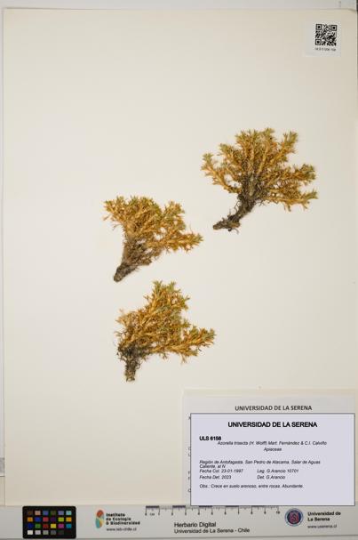 Azorella trisecta [Espécimen: ]