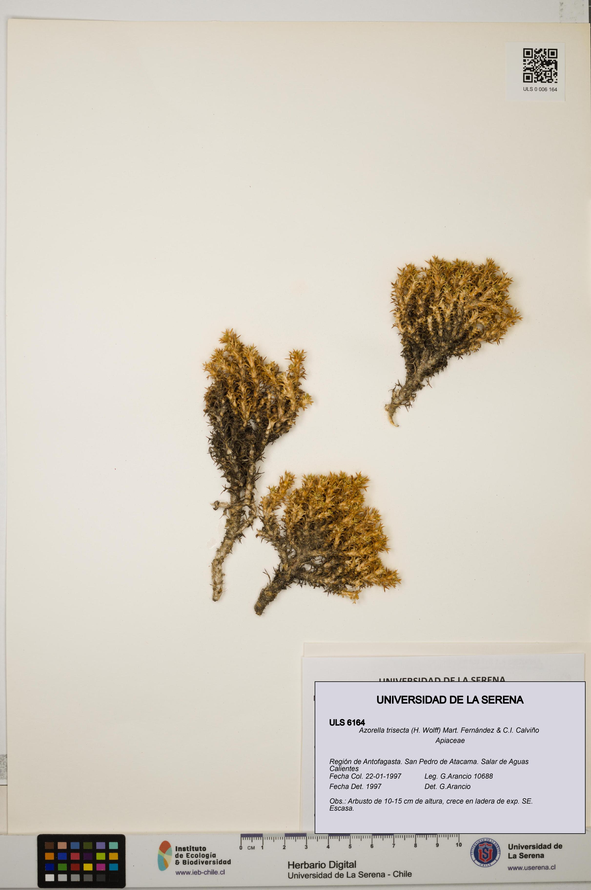 Azorella trisecta [Espécimen: ]