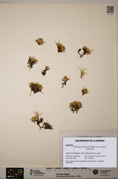 Phylloscirpus acaulis [Espécimen: ULS:ULS:0006173]