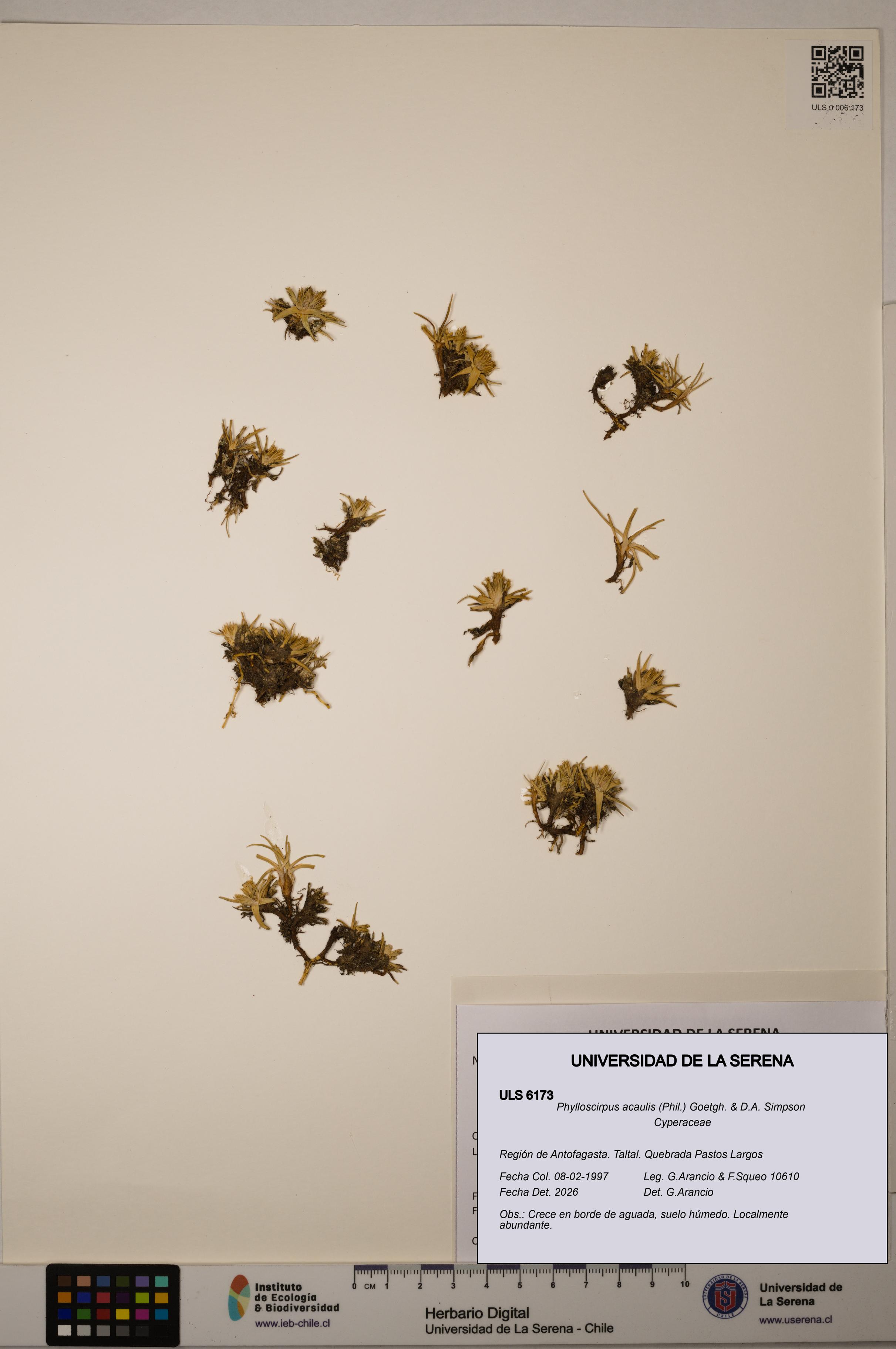 Phylloscirpus acaulis [Espécimen: ULS:ULS:0006173]