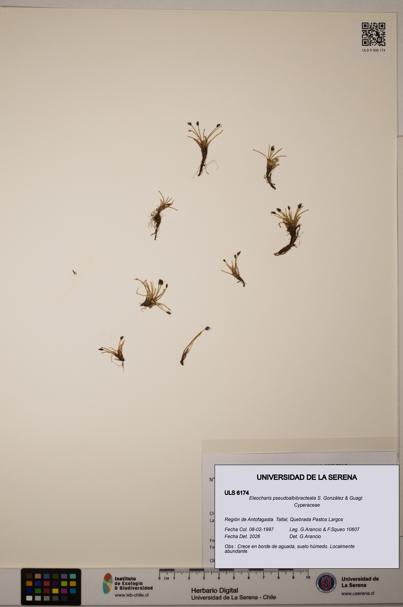 Eleocharis pseudoalbibracteata [Espécimen: ULS:ULS:0006174]