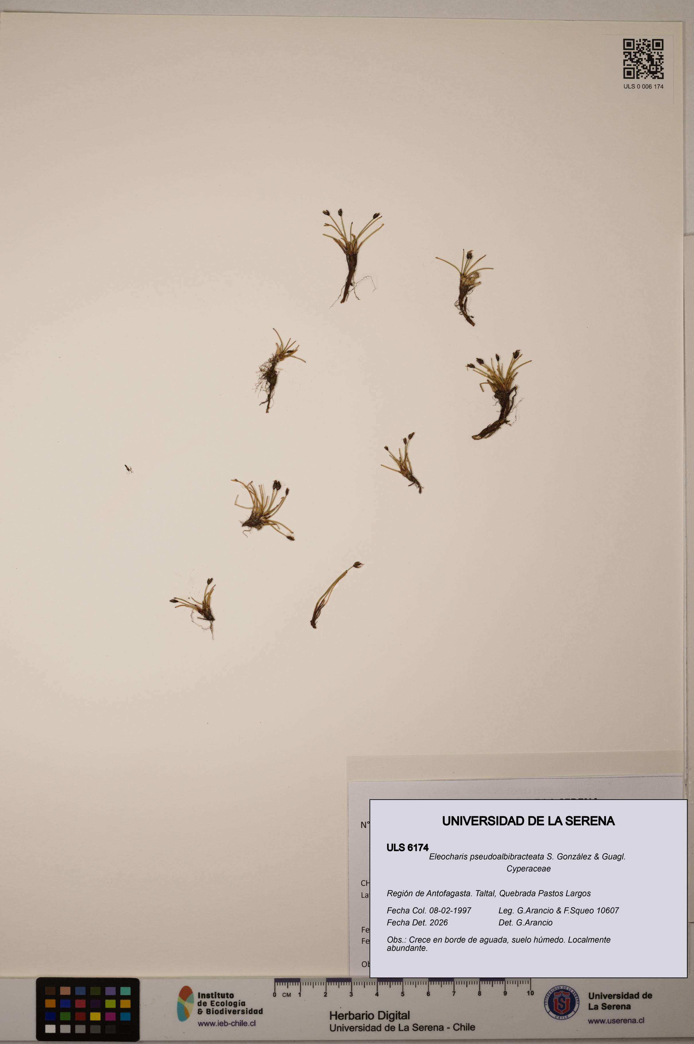 Eleocharis pseudoalbibracteata [Espécimen: ULS:ULS:0006174]