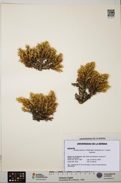 Azorella trisecta [Espécimen: ]