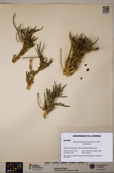 Ephedra americana [Espécimen: ULS:ULS:0006182]