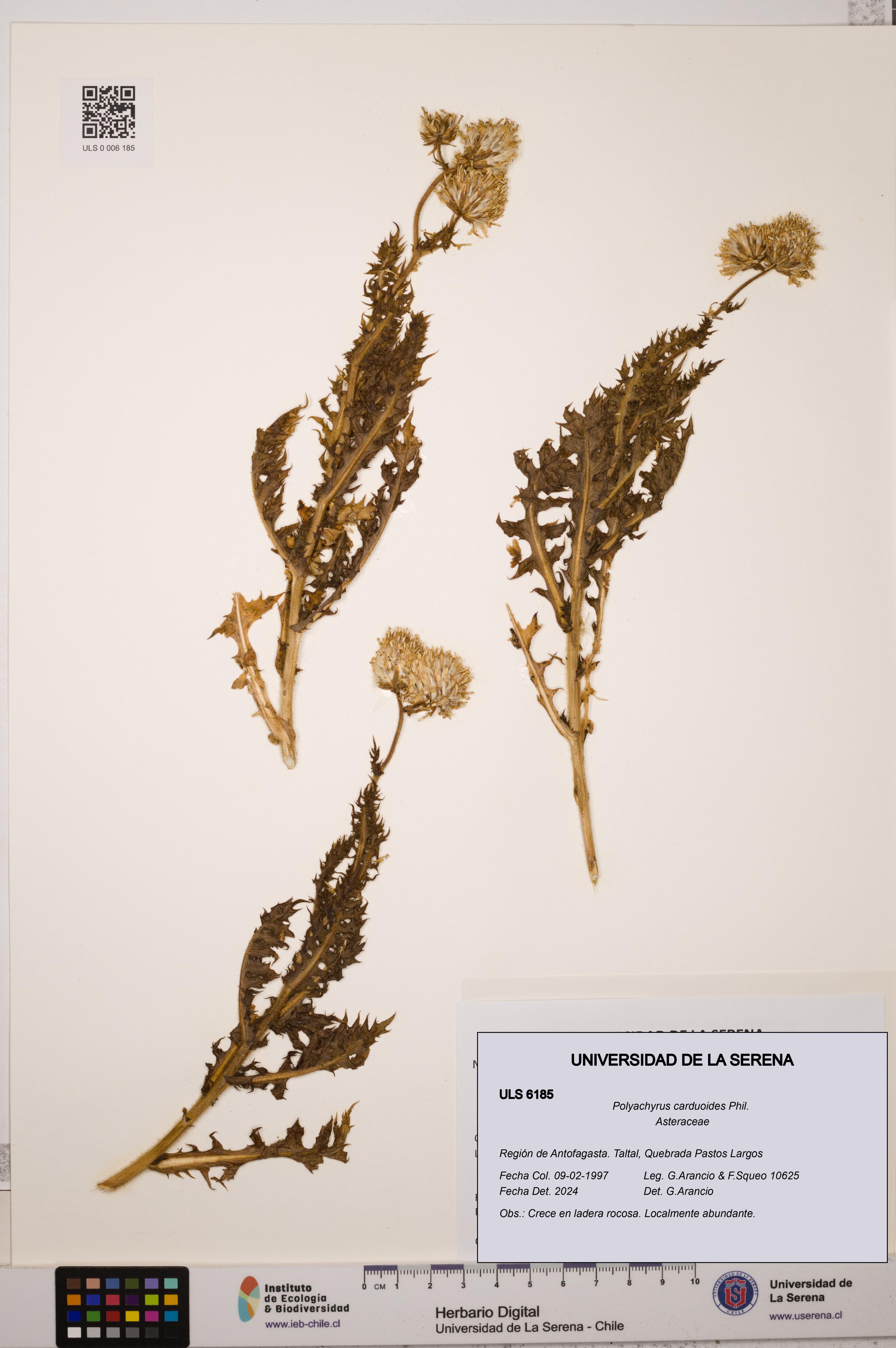 Polyachyrus carduoides [Espécimen: ULS:ULS:0006185]