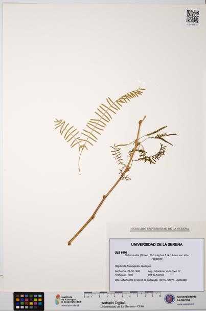 Neltuma alba var. alba [Espécimen: ULS:ULS:0006191]