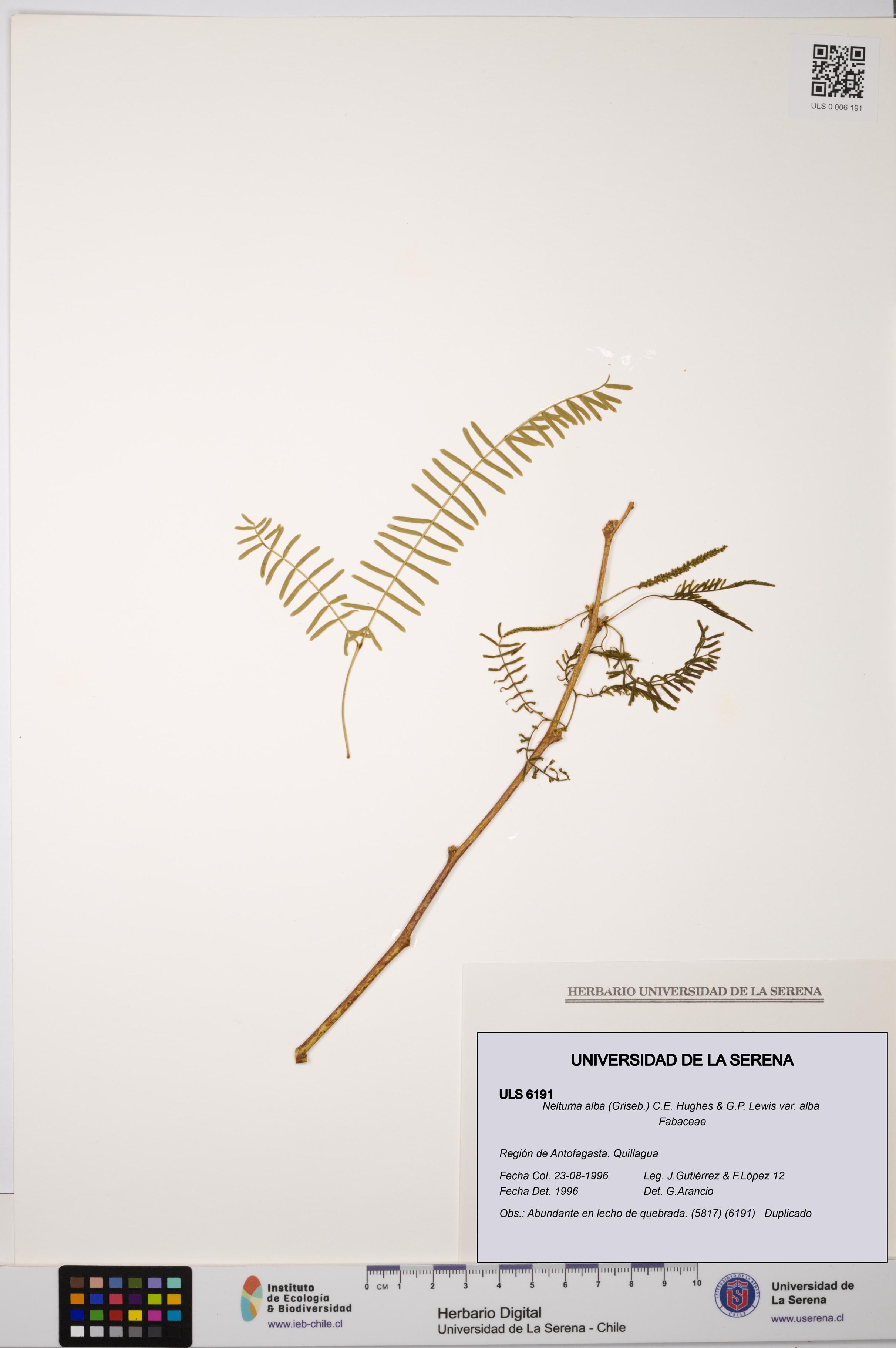 Neltuma alba var. alba [Espécimen: ULS:ULS:0006191]