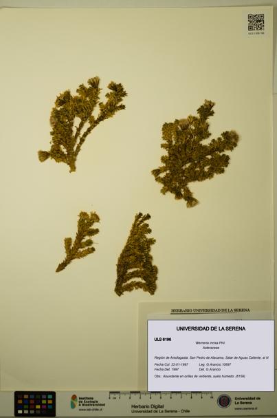 Werneria incisa [Espécimen: ULS:ULS:0006196]