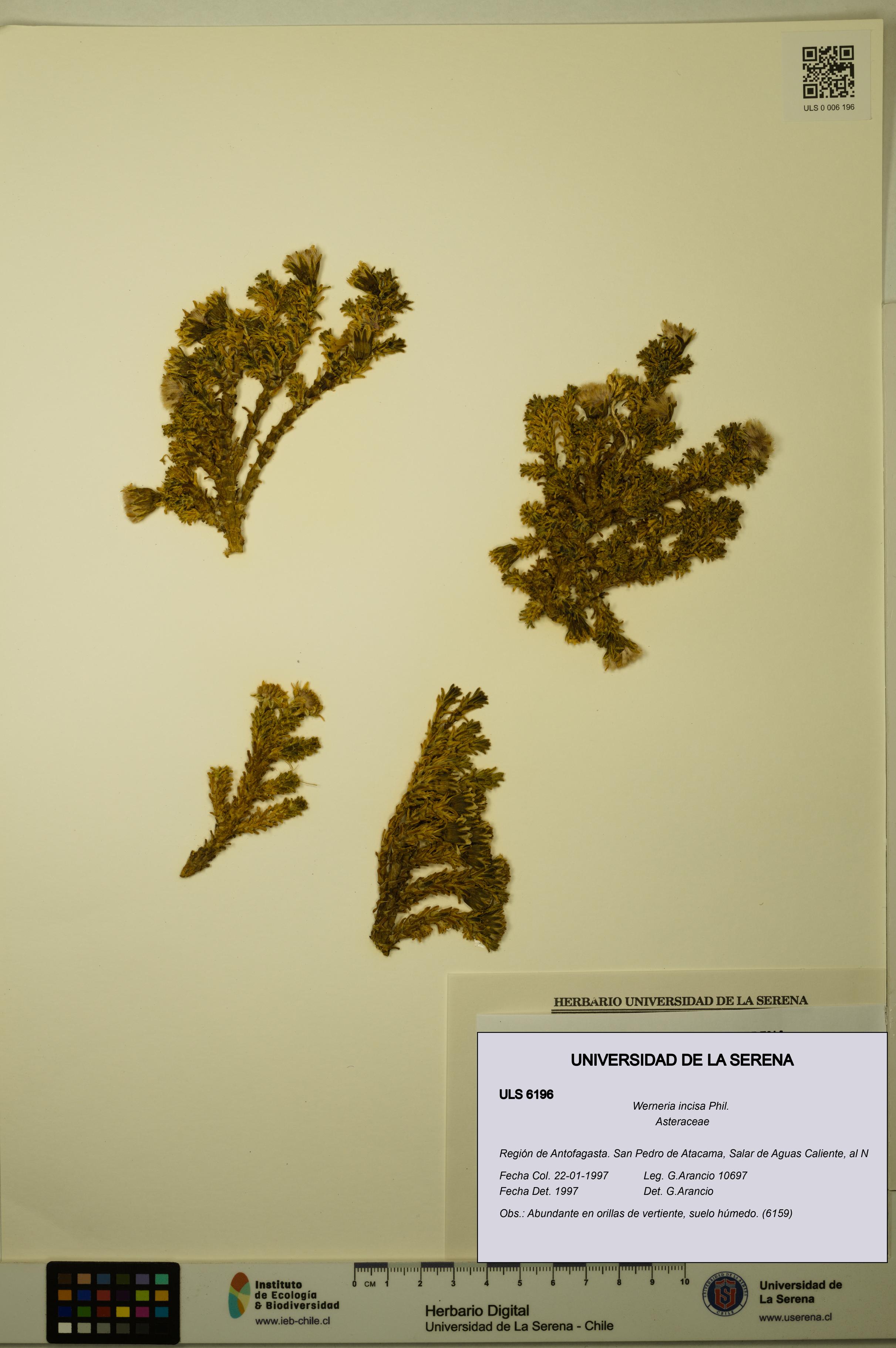 Werneria incisa [Espécimen: ULS:ULS:0006196]