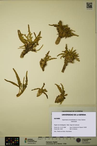 Hypochaeris chondrilloides [Espécimen: ULS:ULS:0006202]