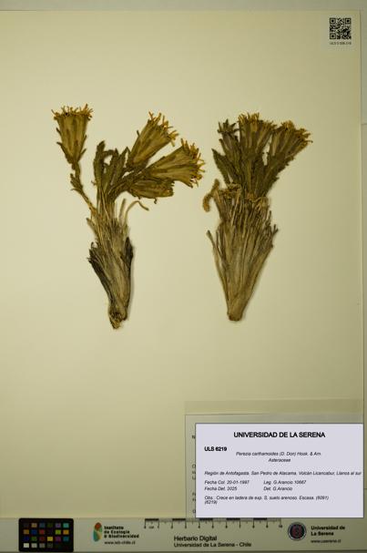 Perezia carthamoides [Espécimen: ULS:ULS:0006219]