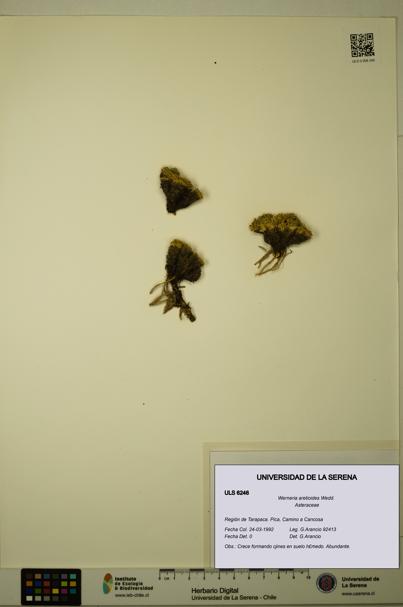 Werneria aretioides [Espécimen: ULS:ULS:0006246]