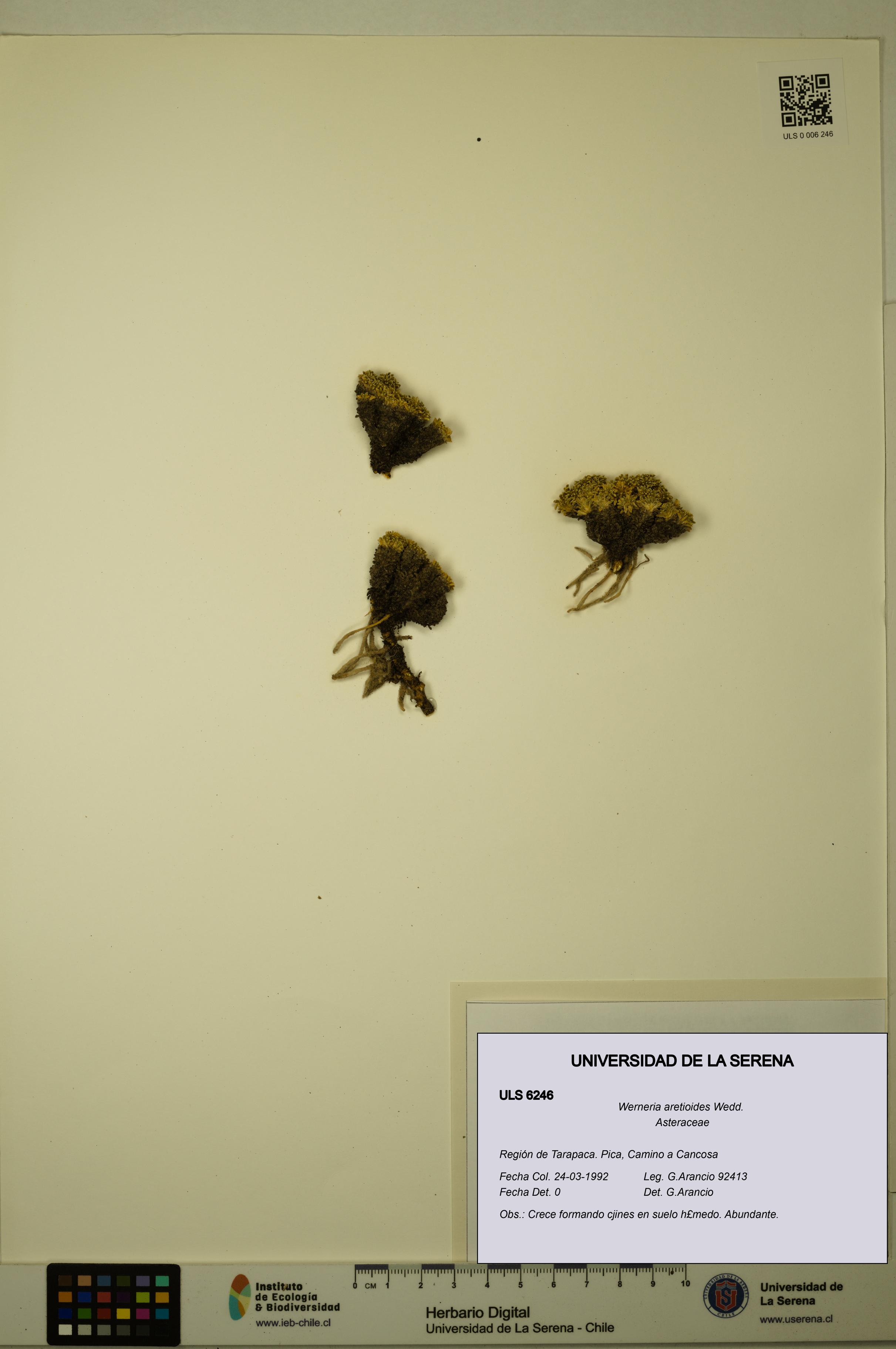 Werneria aretioides [Espécimen: ULS:ULS:0006246]