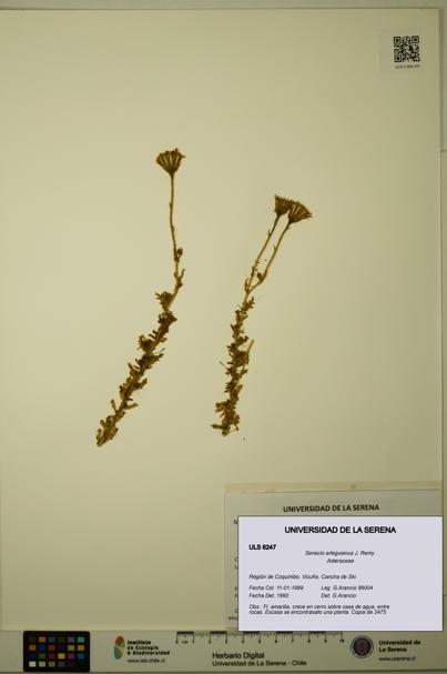 Senecio arleguianus [Espécimen: ULS:ULS:0006247]