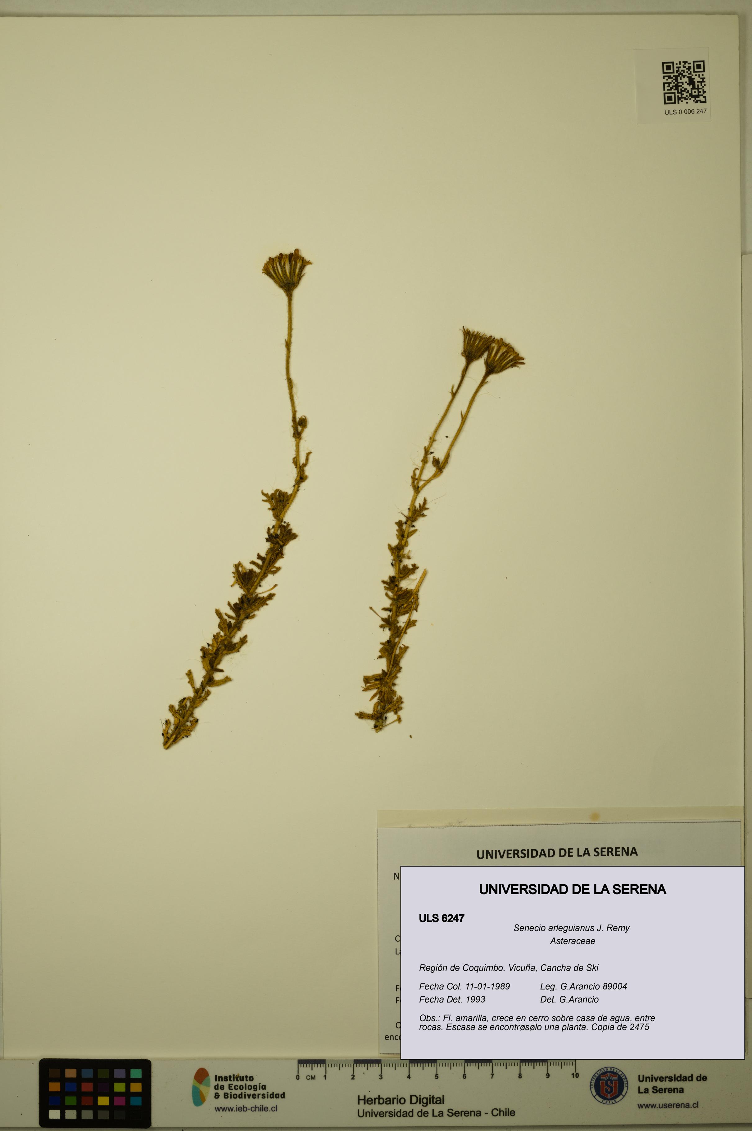 Senecio arleguianus [Espécimen: ULS:ULS:0006247]
