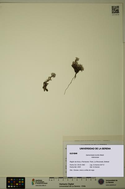 Gamochaeta humilis [Espécimen: ULS:ULS:0006248]