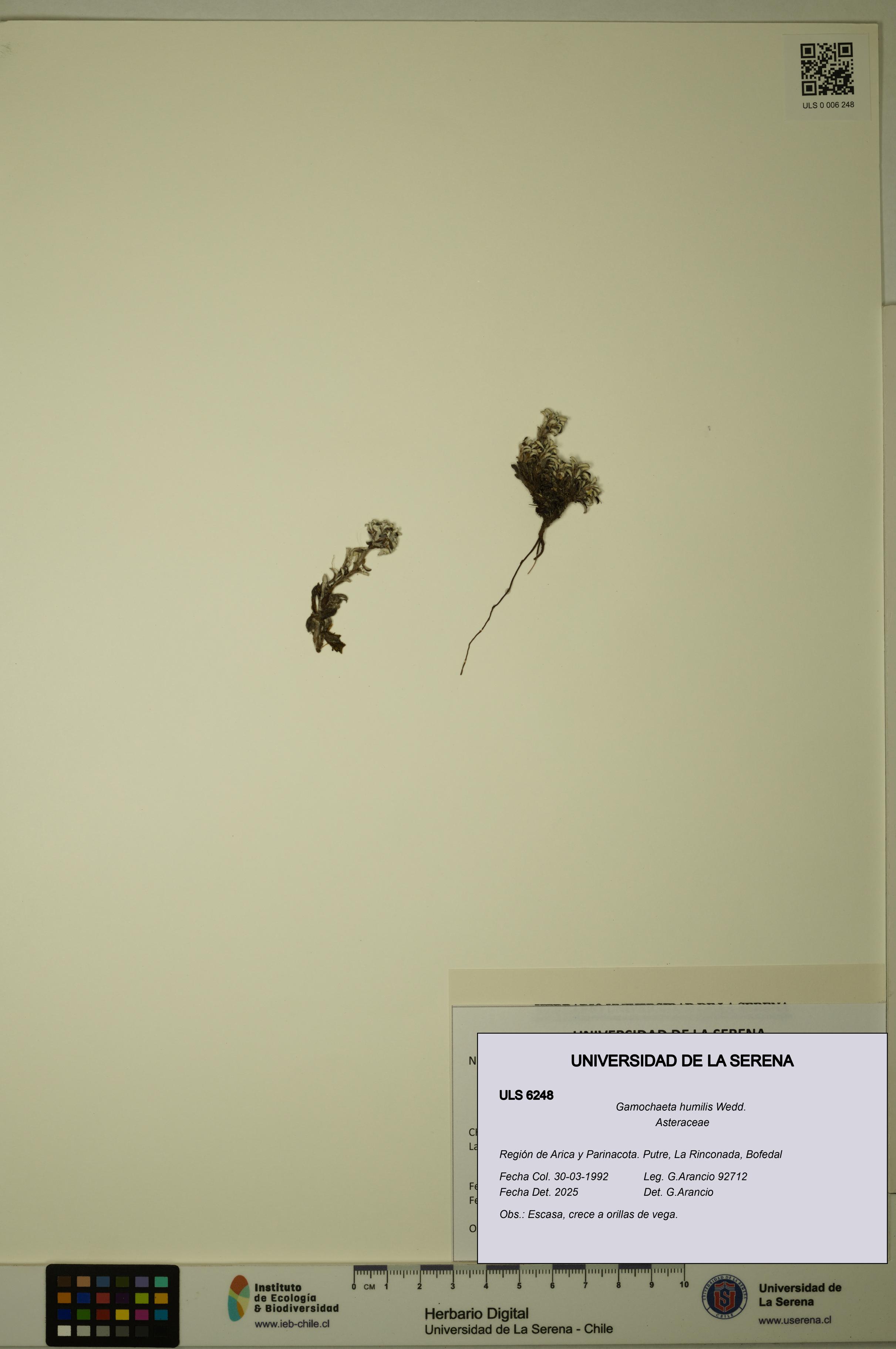 Gamochaeta humilis [Espécimen: ULS:ULS:0006248]