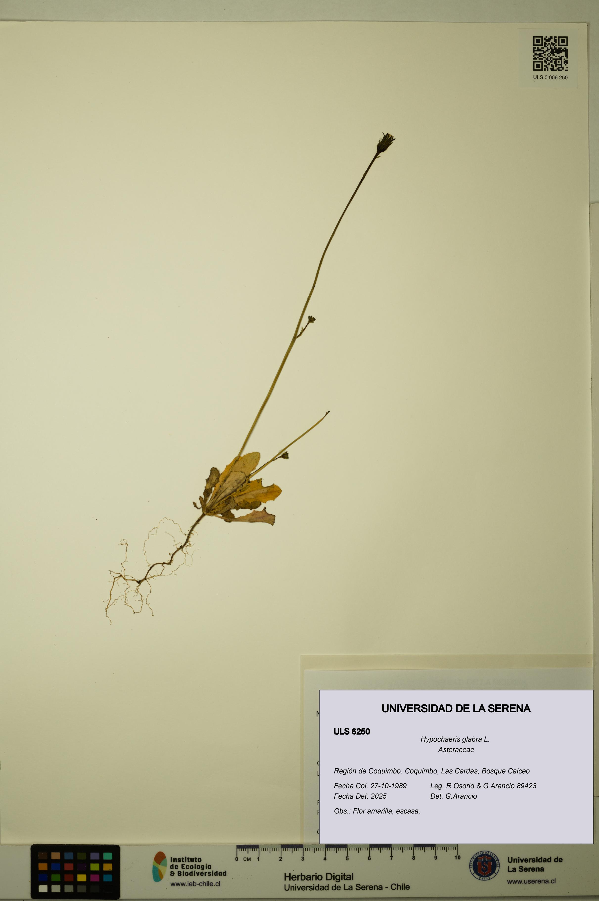 Hypochaeris glabra [Espécimen: ULS:ULS:0006250]