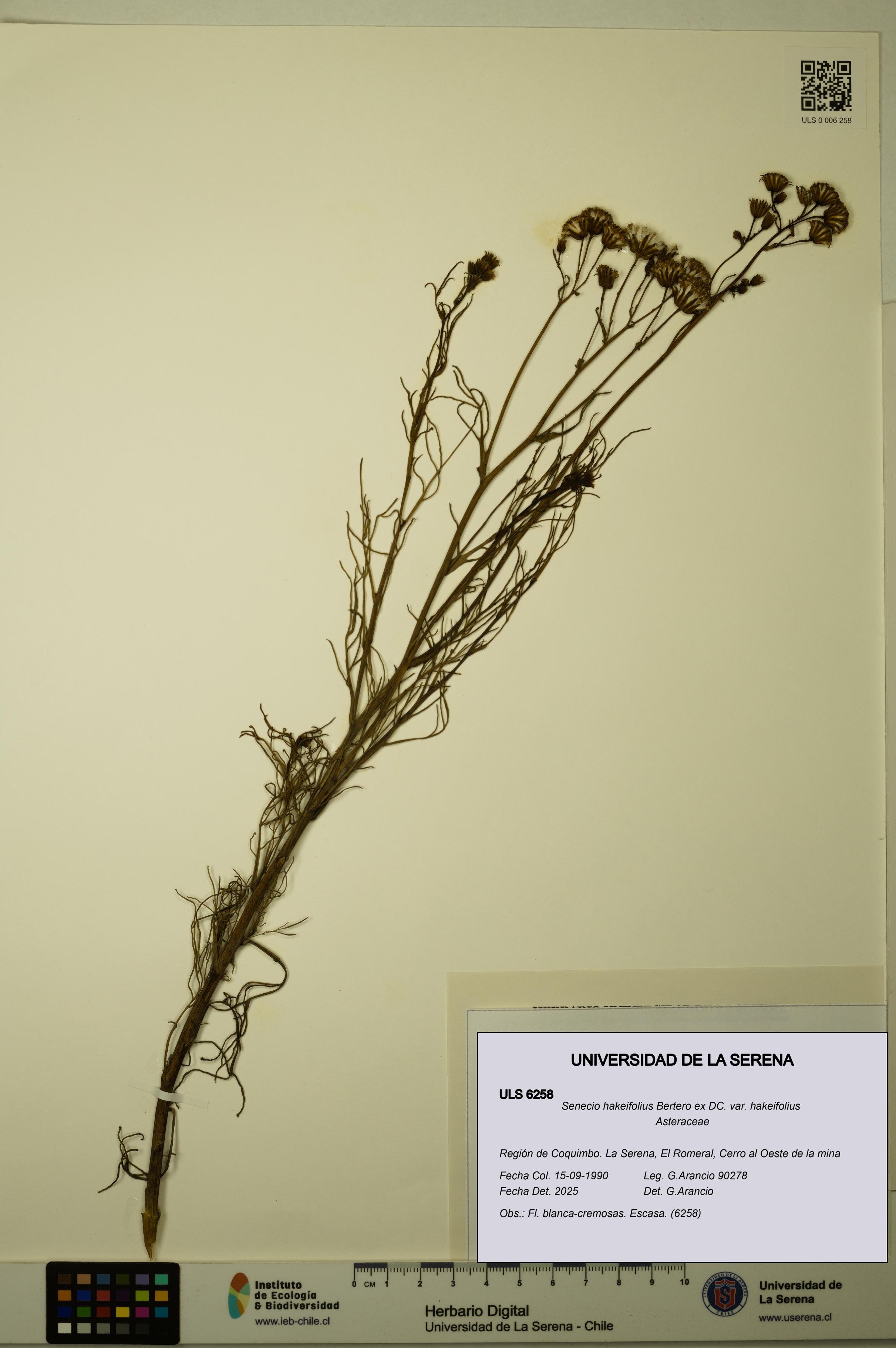 Senecio hakeifolius var. hakeifolius [Espécimen: ULS:ULS:0006258]