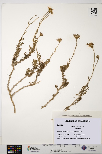 Senecio sinuatilobus [Espécimen: ULS:ULS:0006262]