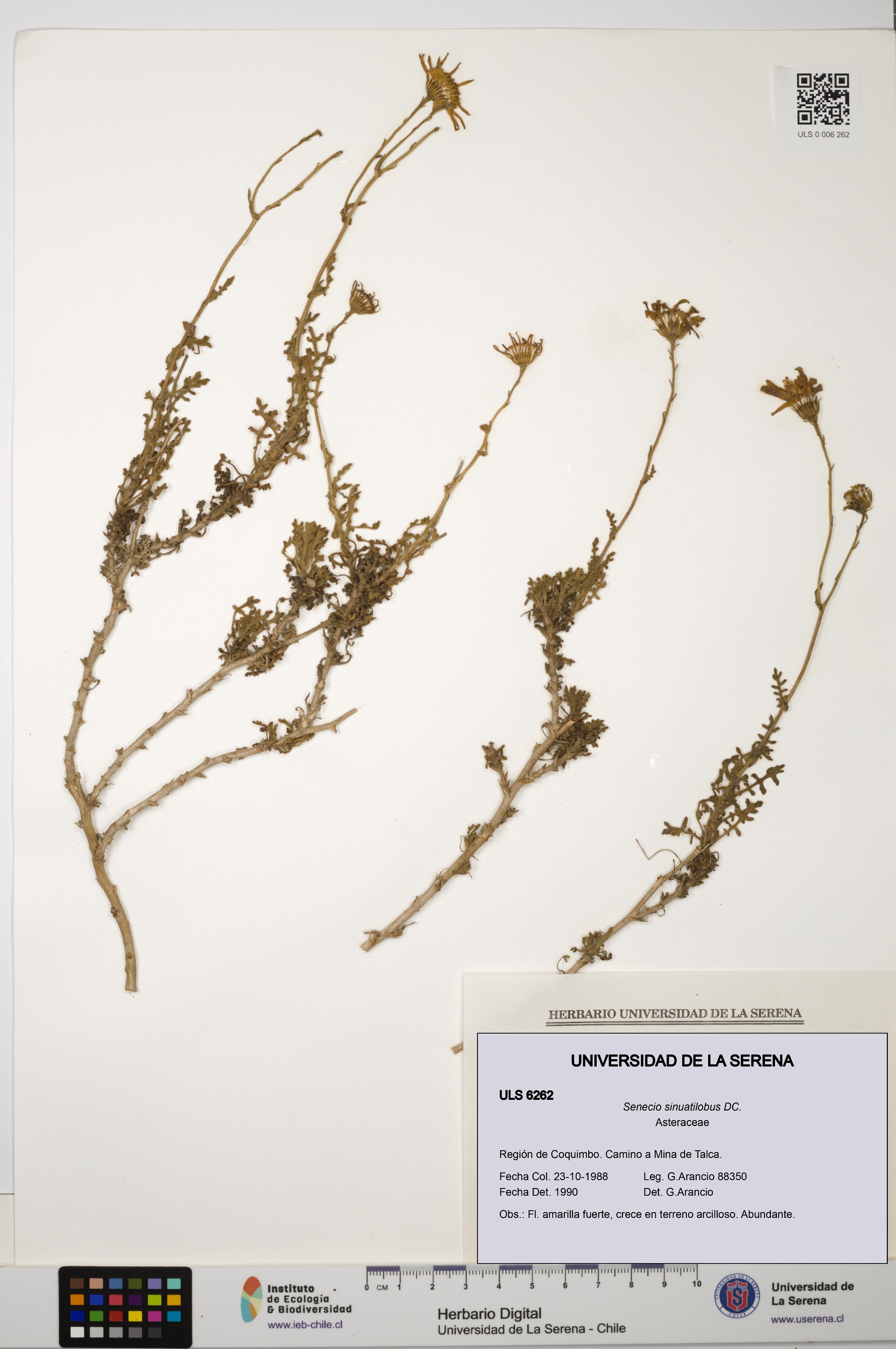 Senecio sinuatilobus [Espécimen: ULS:ULS:0006262]