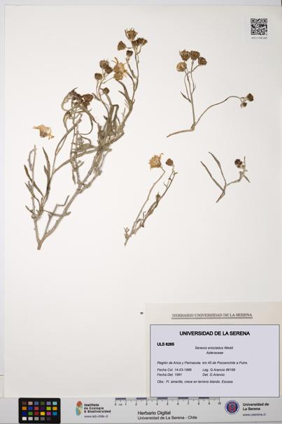 Senecio eriocladus [Espécimen: ULS:ULS:0006265]