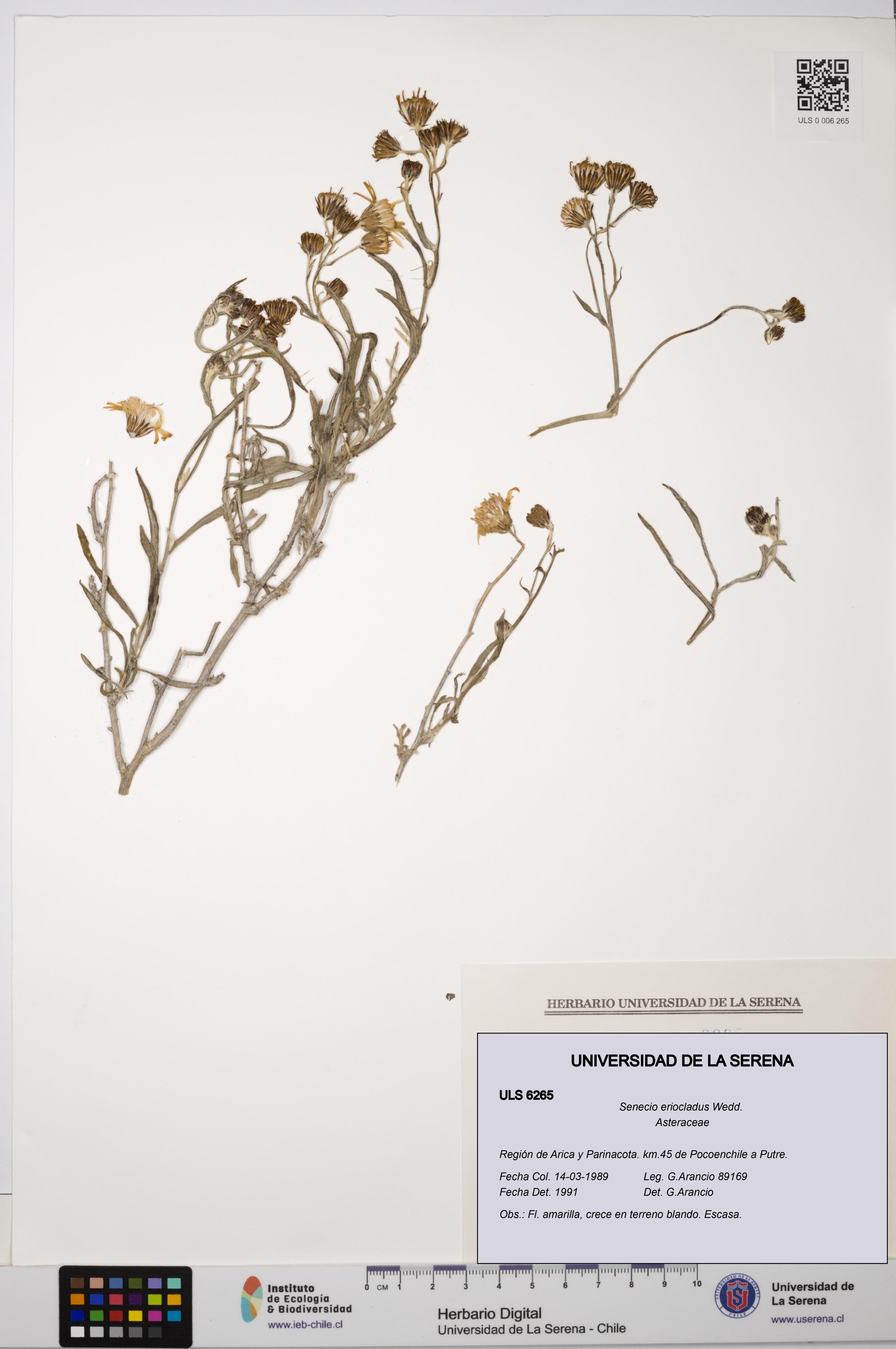 Senecio eriocladus [Espécimen: ULS:ULS:0006265]