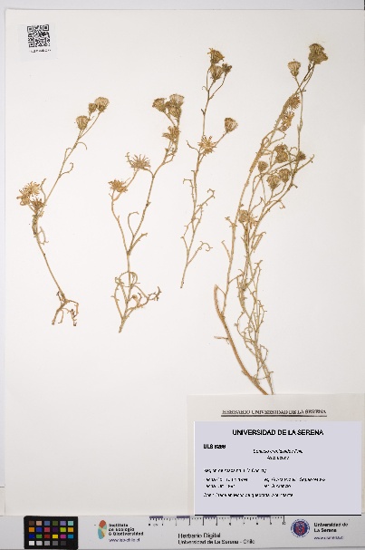 Senecio crepidioides [Espécimen: ULS:ULS:0006266]