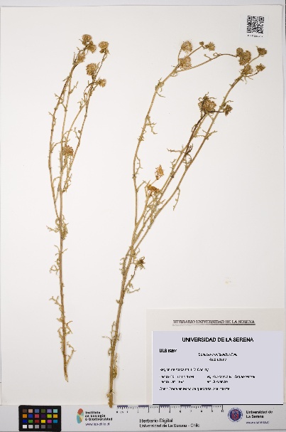 Senecio crepidioides [Espécimen: ULS:ULS:0006267]