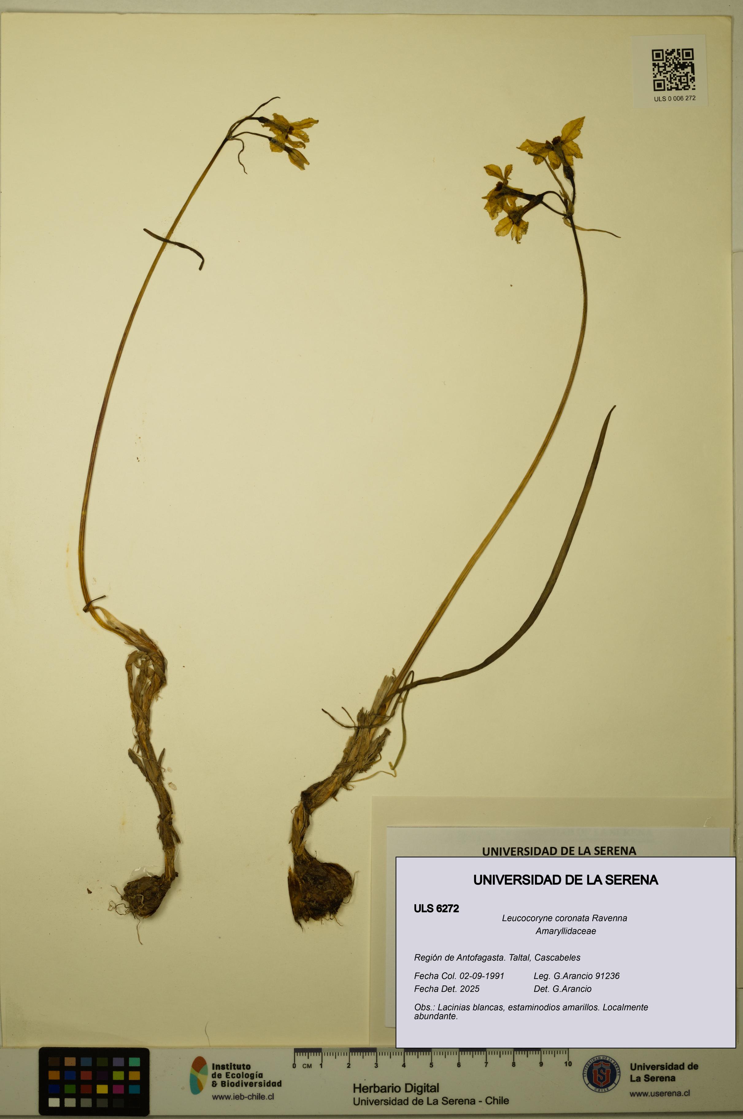 Leucocoryne coronata [Espécimen: ULS:ULS:0006272]