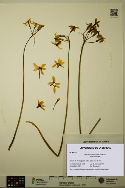 Leucocoryne coronata [Espécimen: ULS:ULS:0006273]