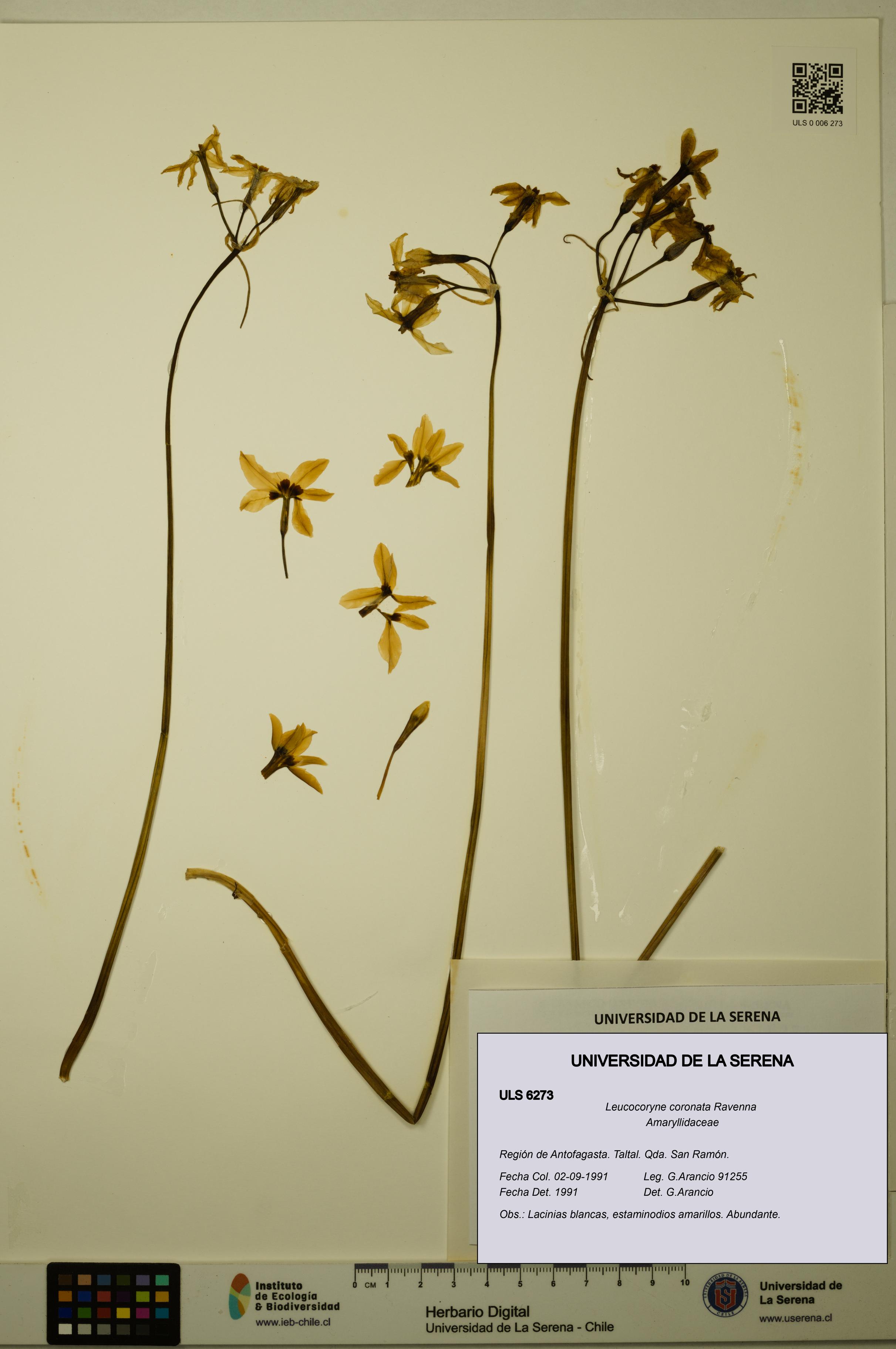 Leucocoryne coronata [Espécimen: ULS:ULS:0006273]