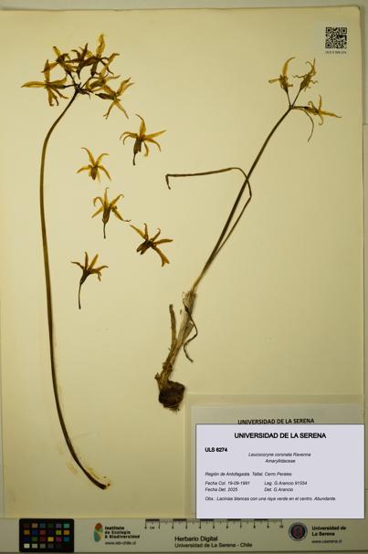 Leucocoryne coronata [Espécimen: ULS:ULS:0006274]