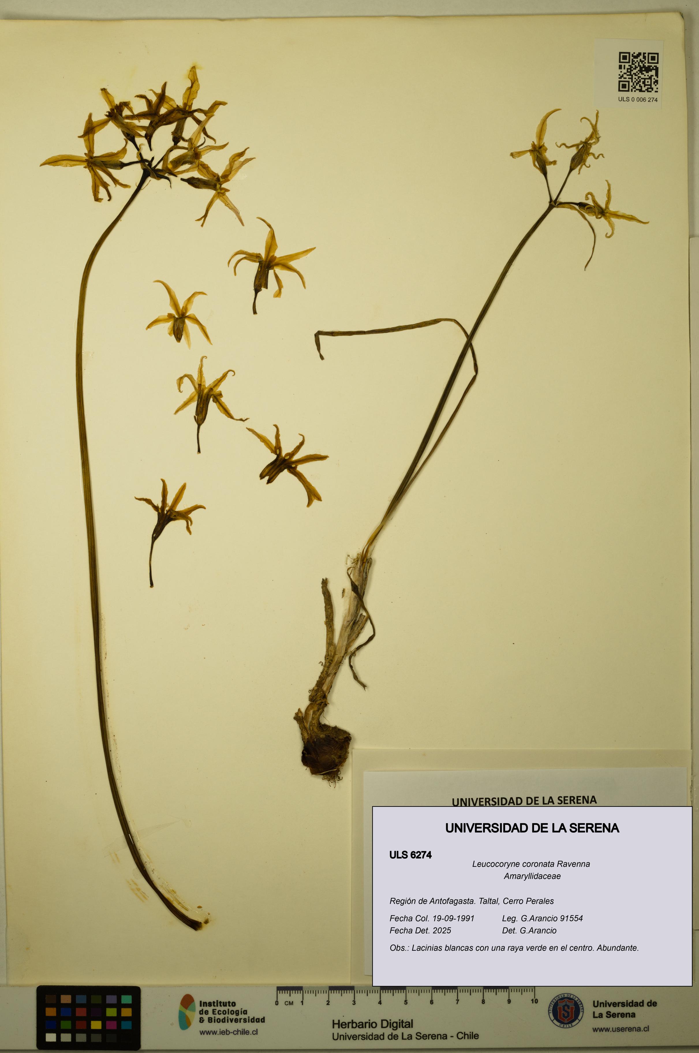 Leucocoryne coronata [Espécimen: ULS:ULS:0006274]