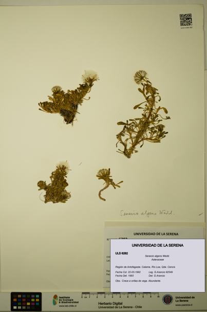 Senecio algens [Espécimen: ULS:ULS:0006282]