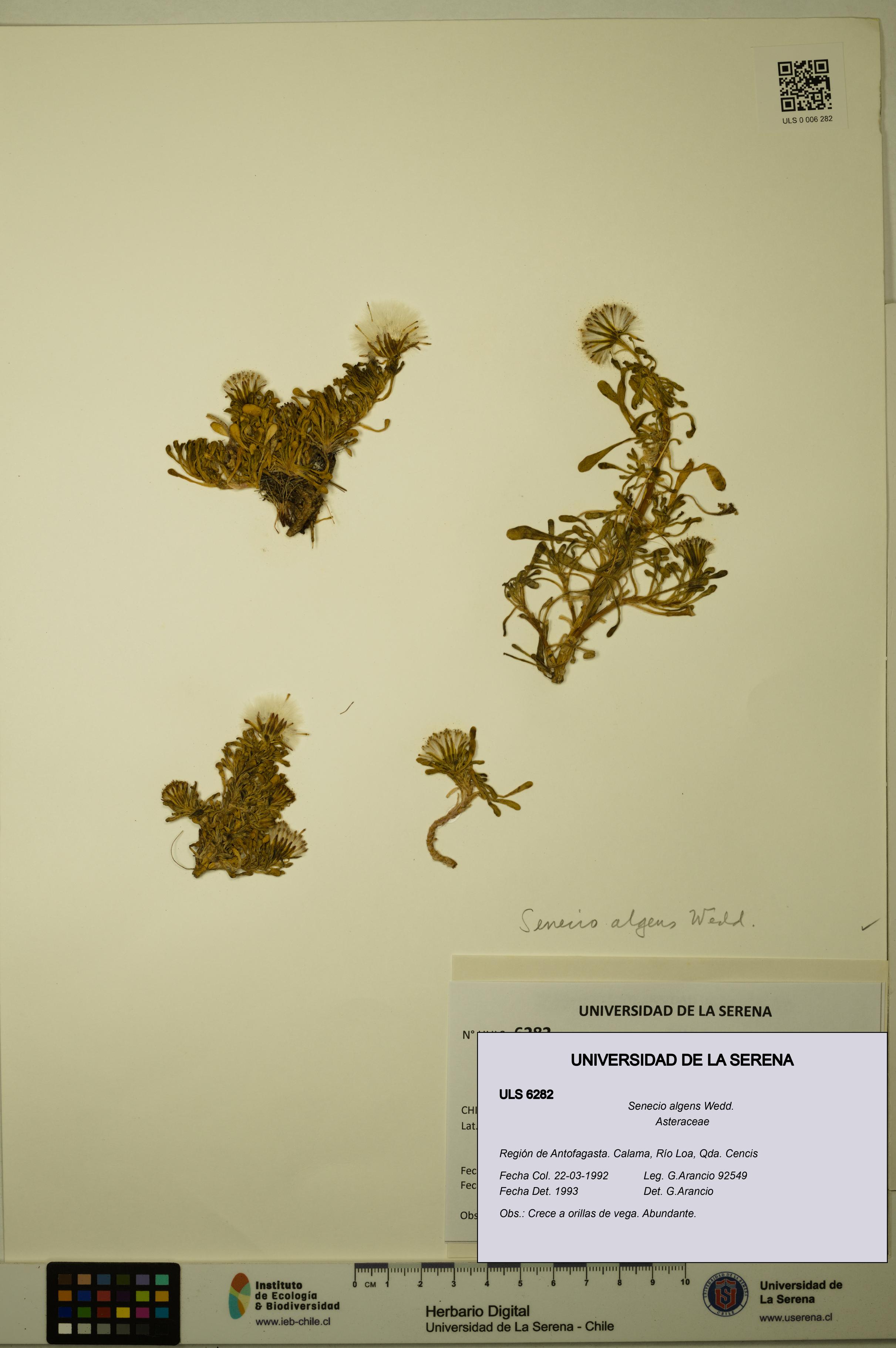 Senecio algens [Espécimen: ULS:ULS:0006282]